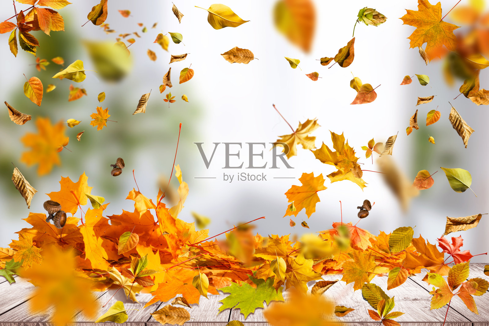 秋天的成分。树叶上柔和的米色背景。照片摄影图片