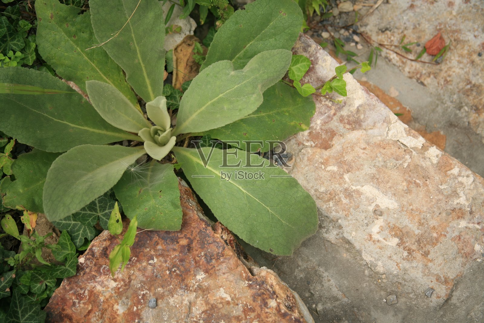 石道上长着臭草照片摄影图片