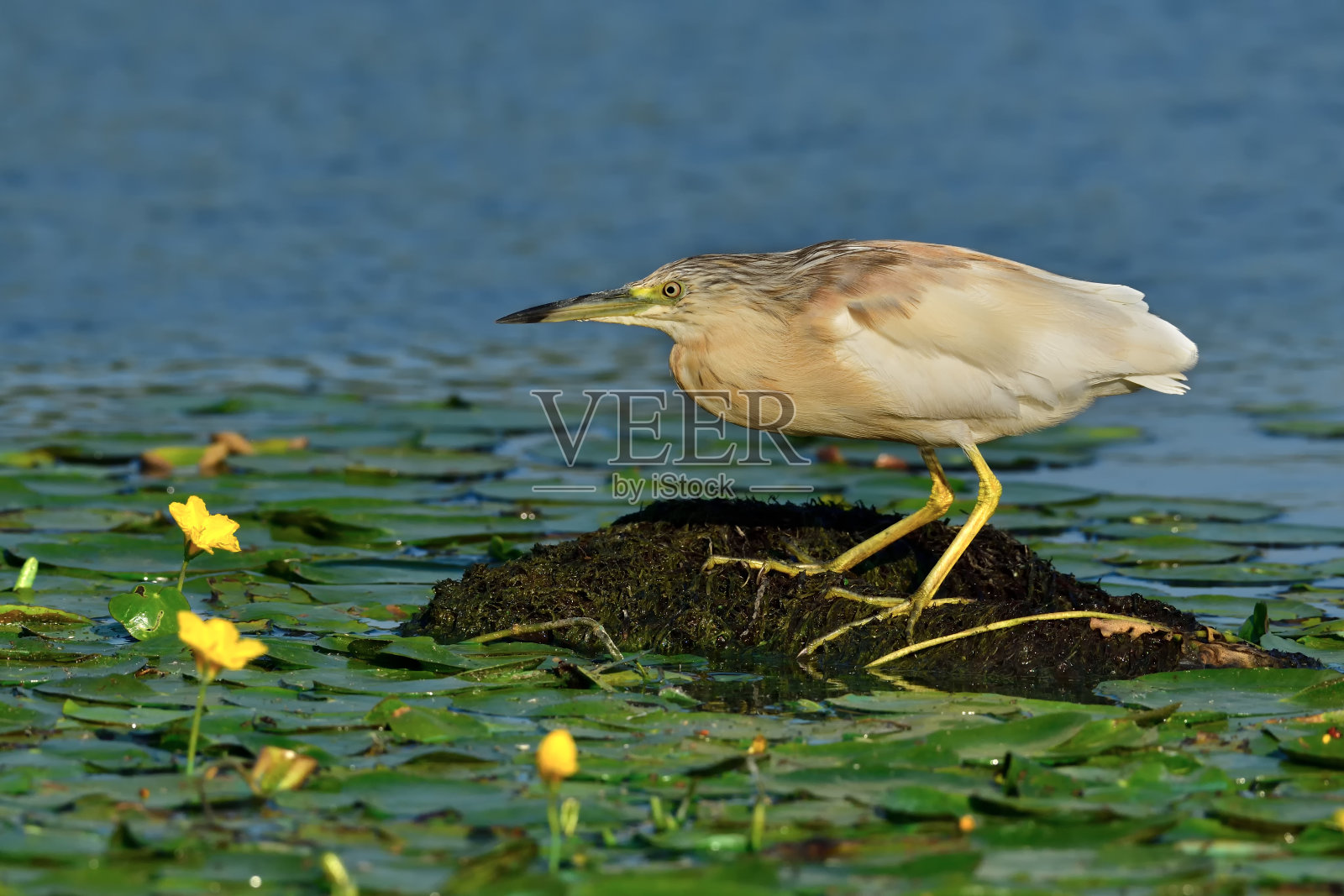 Squacco鹭钓鱼照片摄影图片