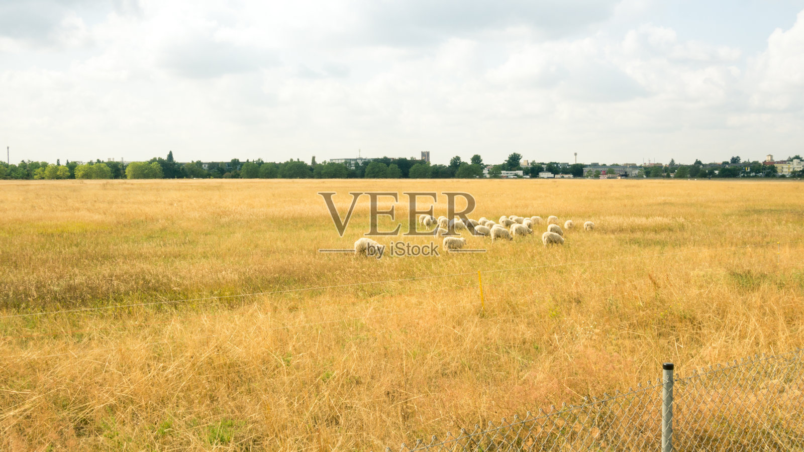 绵羊在大型城市公园里吃草照片摄影图片