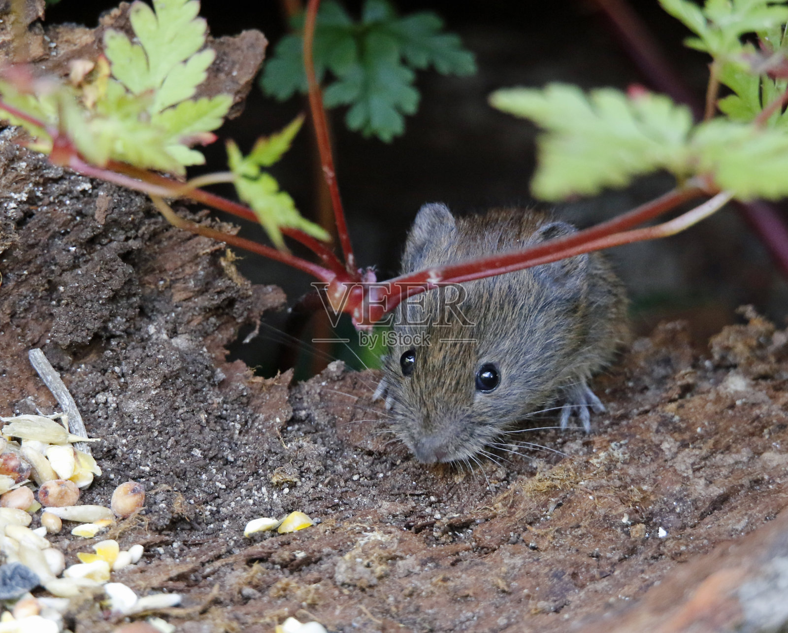 森林里的银行田鼠照片摄影图片