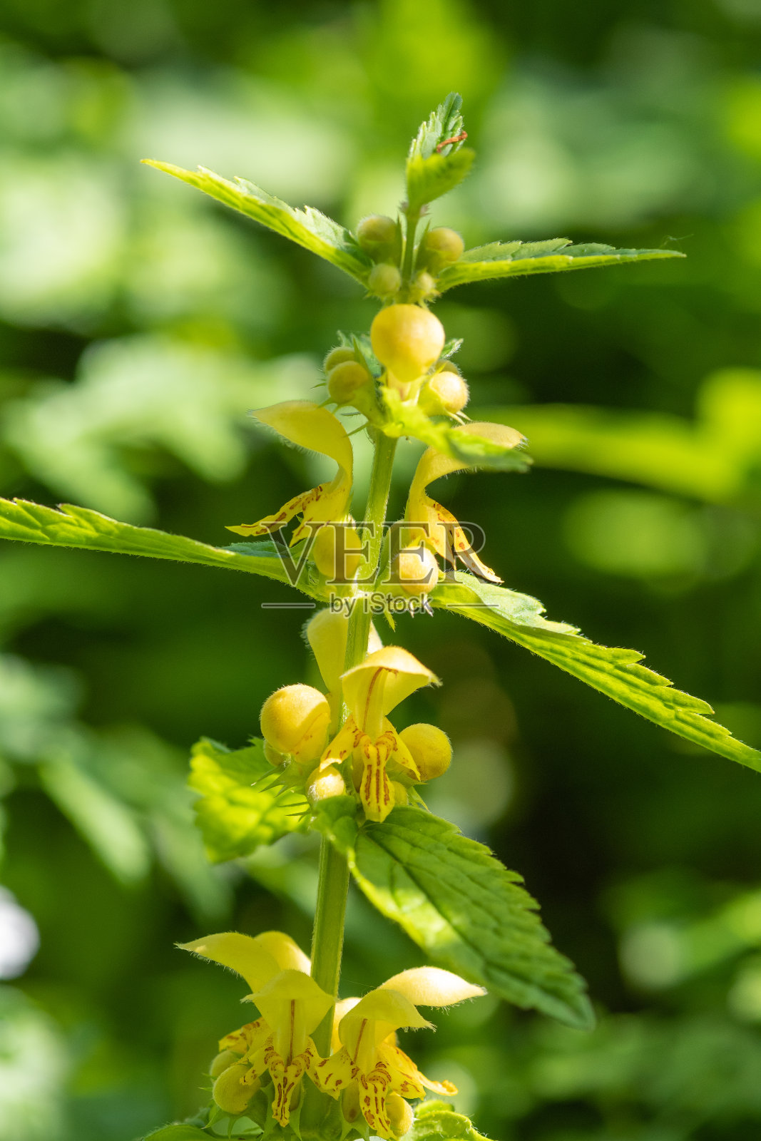 黄色大天使。照片摄影图片