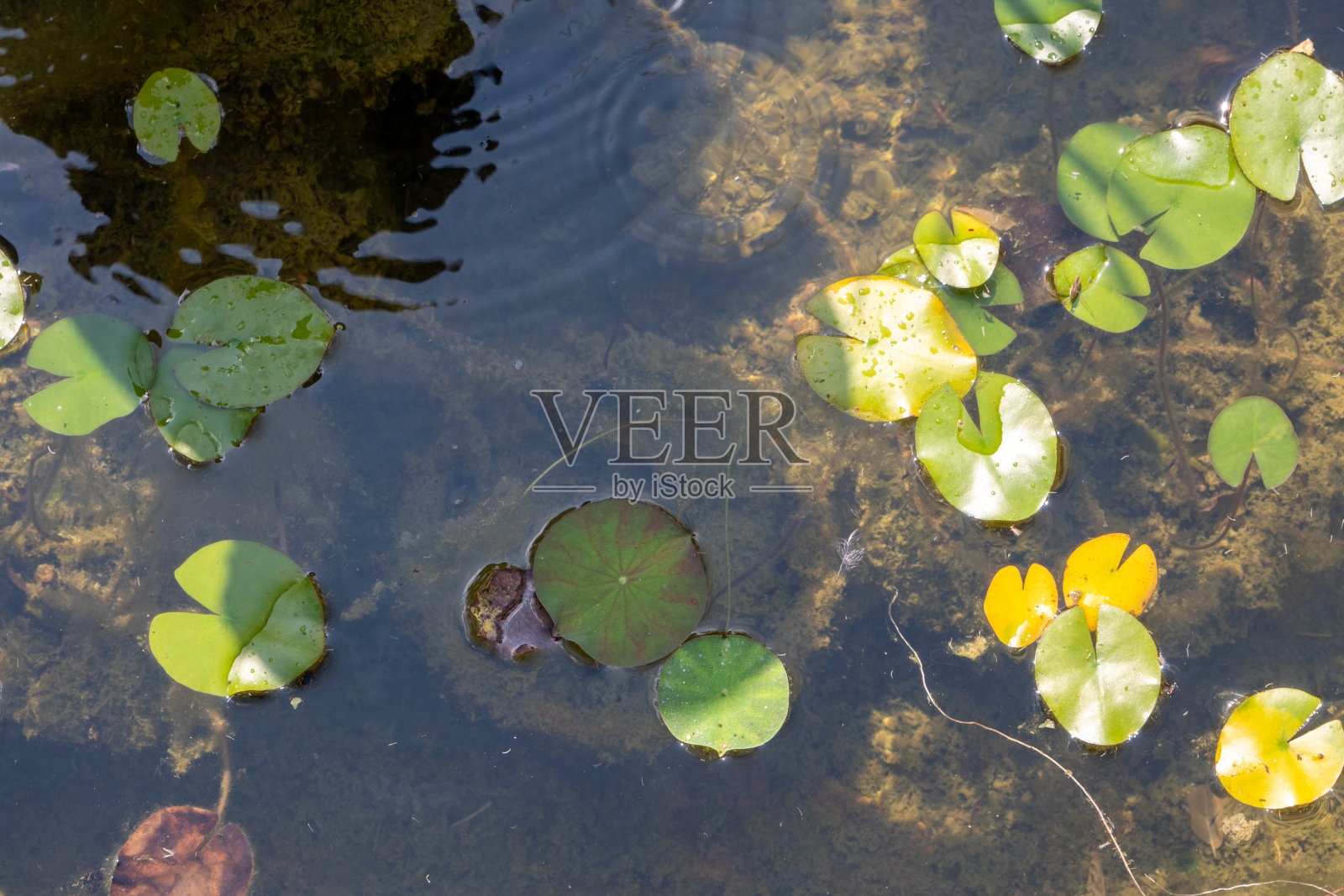 荷塘里没有花。照片摄影图片