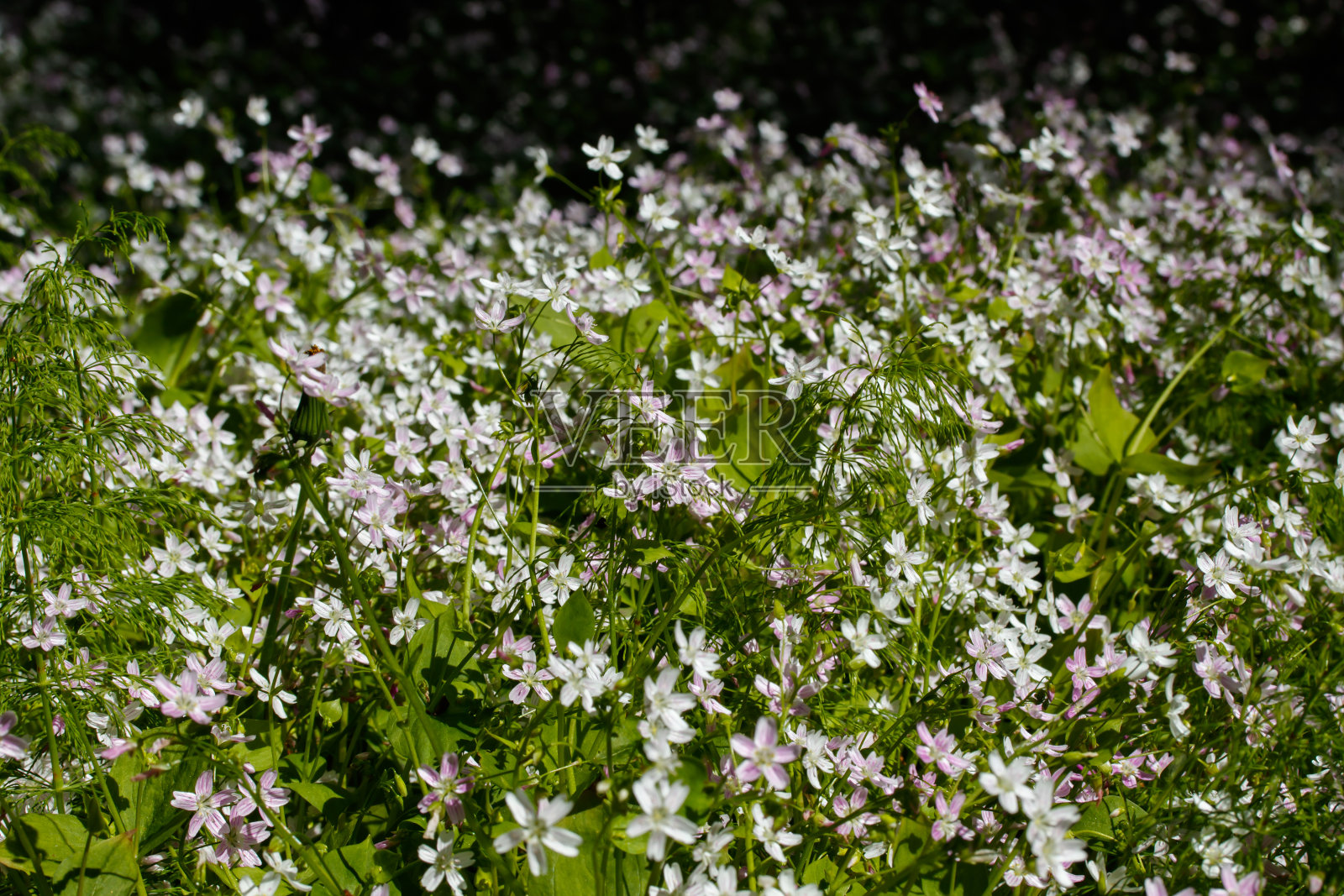 背景的白色野花的克莱顿西伯利亚在阴暗的森林照片摄影图片