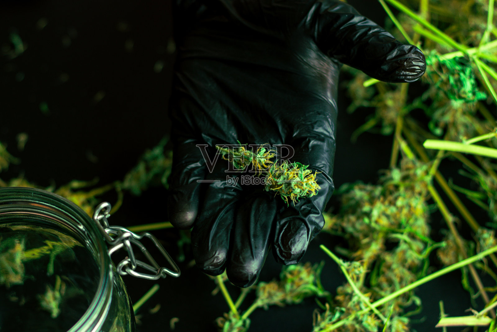 大麻植物芽在手。大麻在桌子上靠近玻璃罐的地方。杂草修剪和修剪。俯视图照片摄影图片