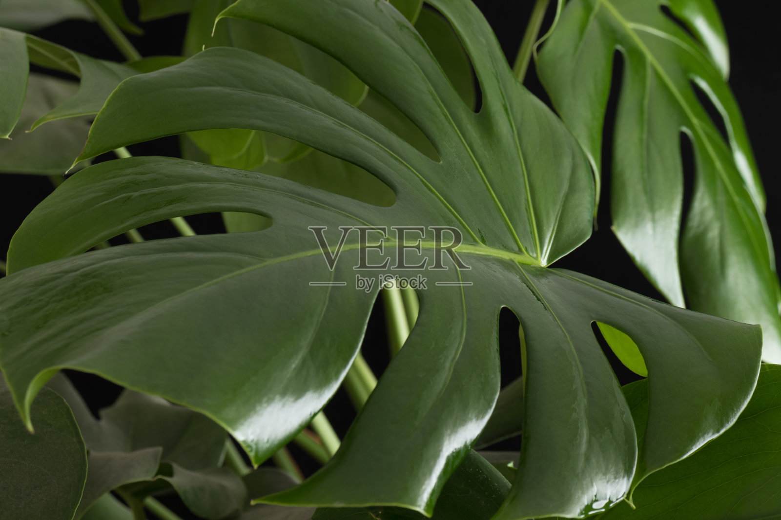 怪物植物的叶子在黑色的背景。照片摄影图片