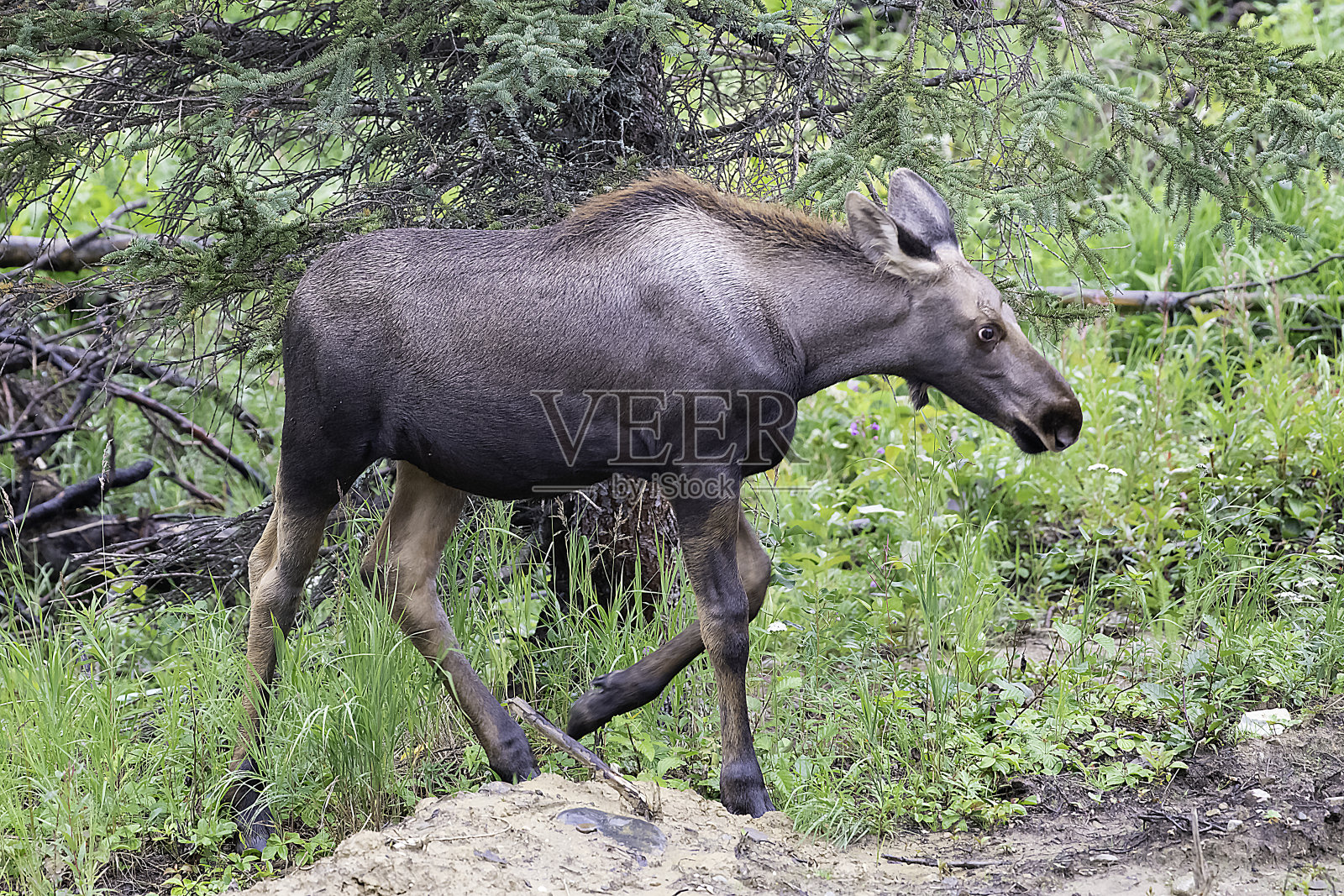 小驼鹿走着追赶妈妈照片摄影图片