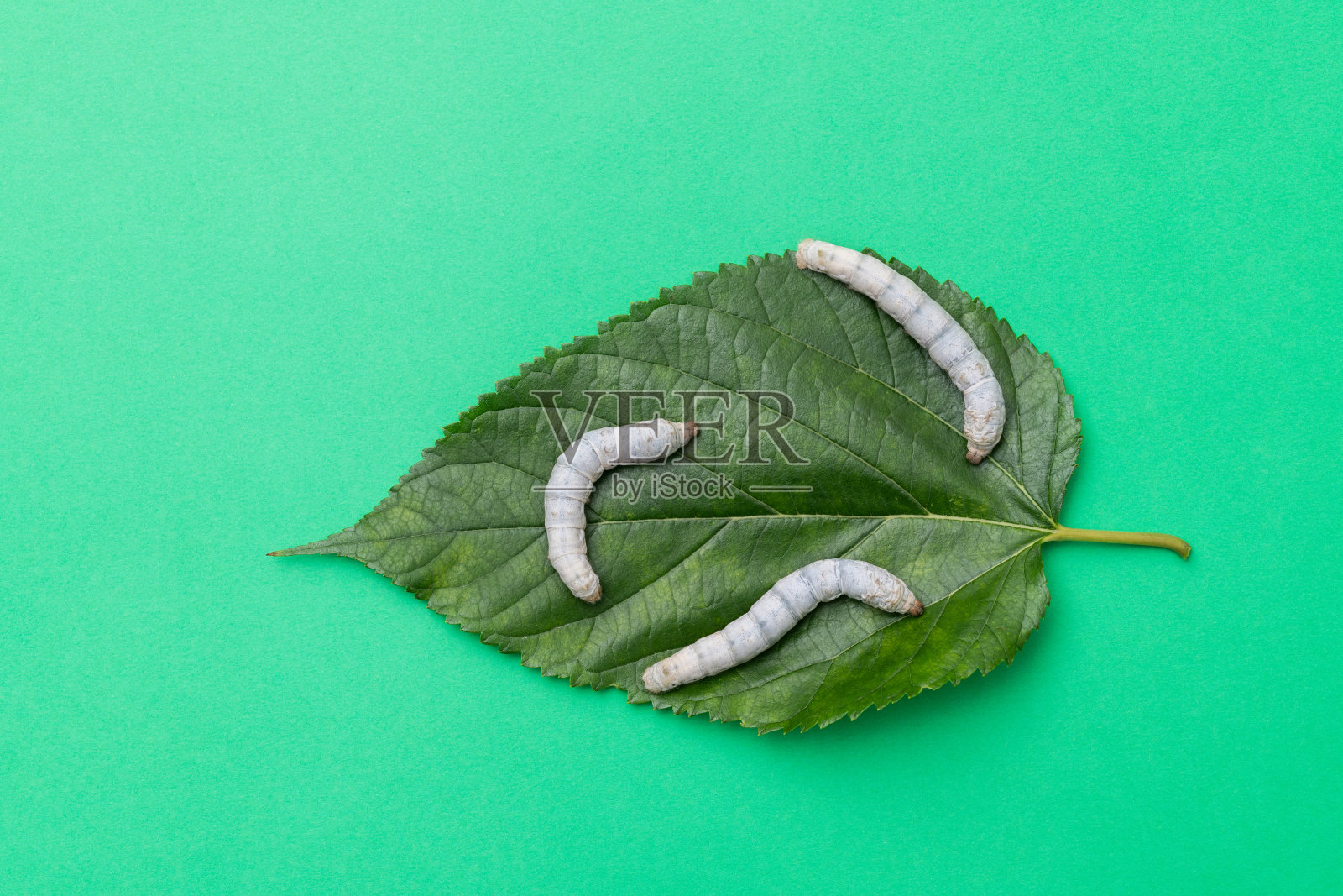 三只蚕在吃桑叶照片摄影图片