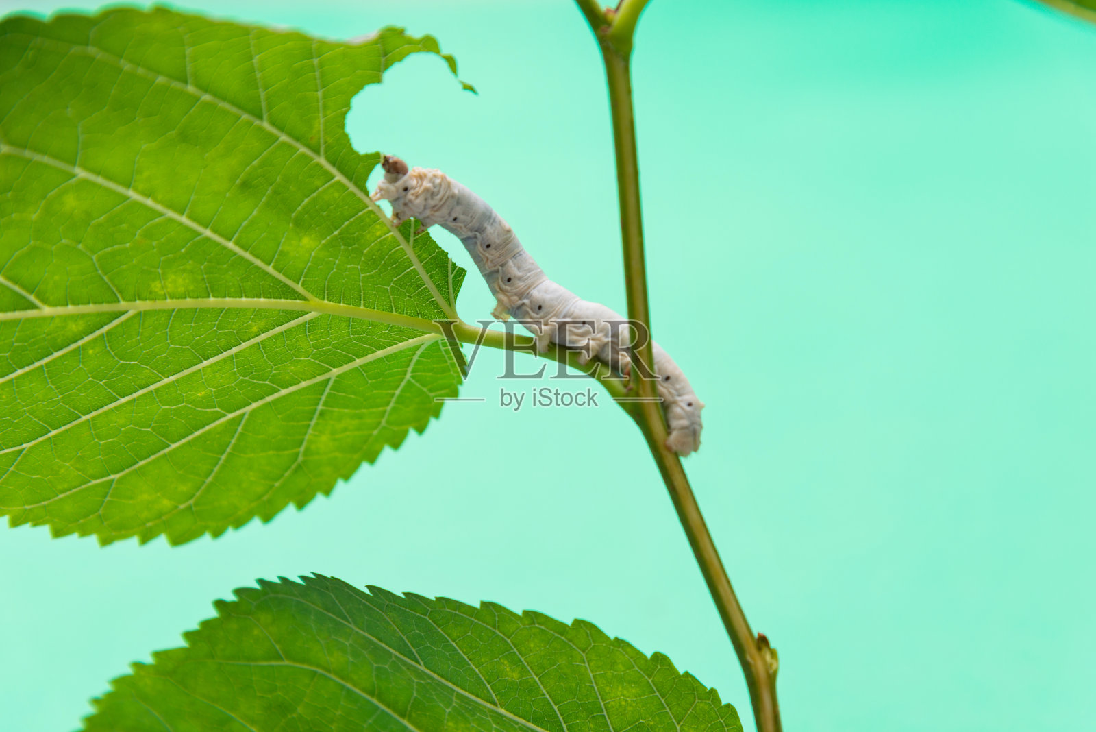 一只蚕在吃桑叶照片摄影图片
