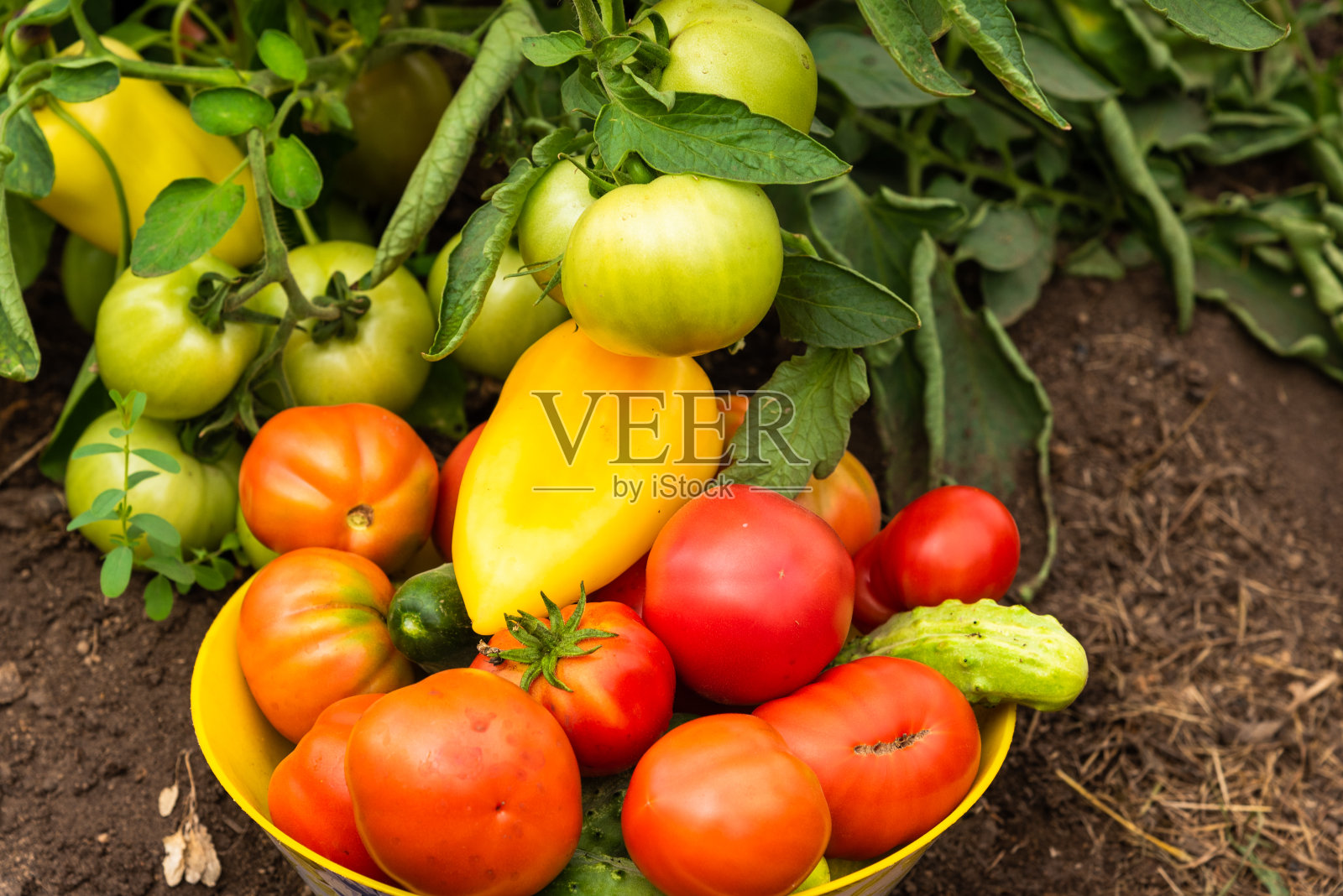 农场上的收获——一碗西红柿、黄瓜和辣椒，从菜园里收集，特写放在菜园的床上照片摄影图片