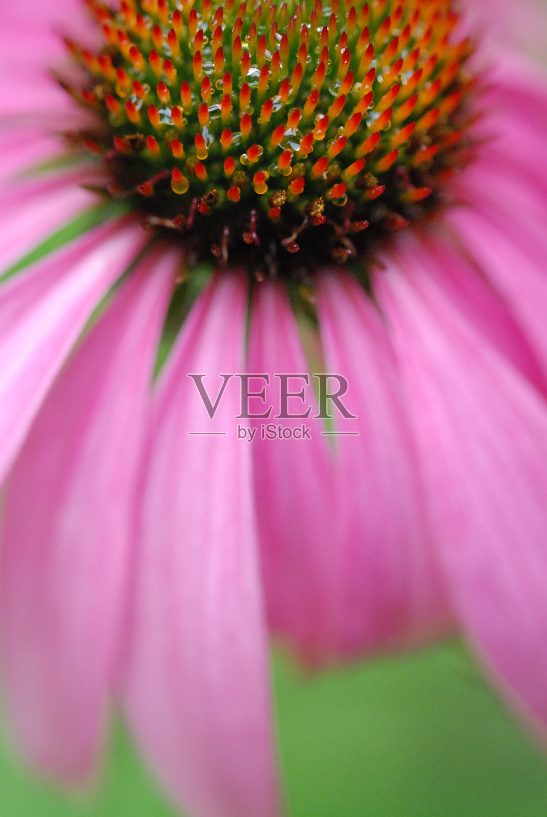 顶视图，香气扑鼻，闪闪发光-紫锥菊照片摄影图片