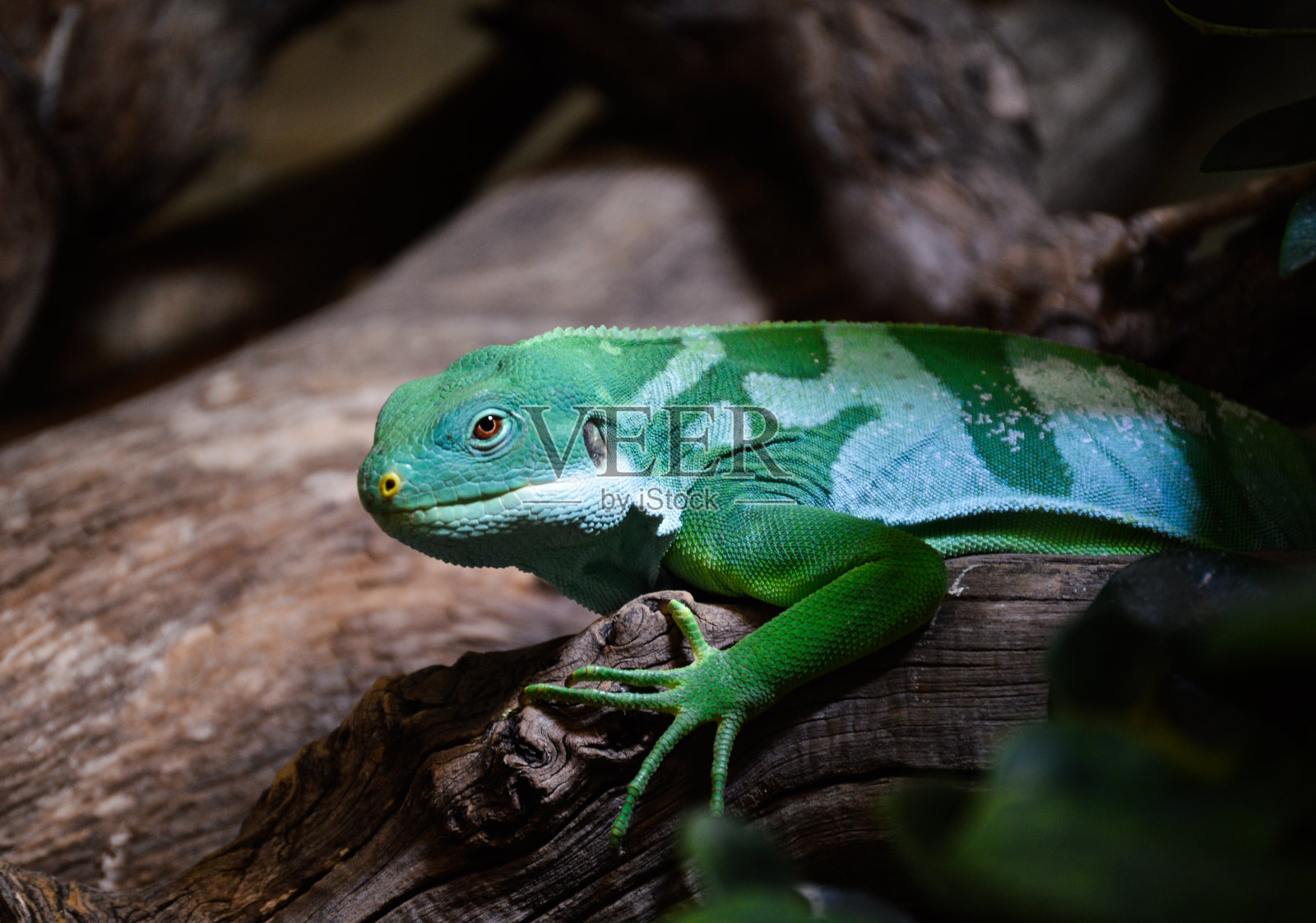 斐济带状鬣蜥(短鳍鬣蜥)分枝上。萨格勒布动物园照片摄影图片