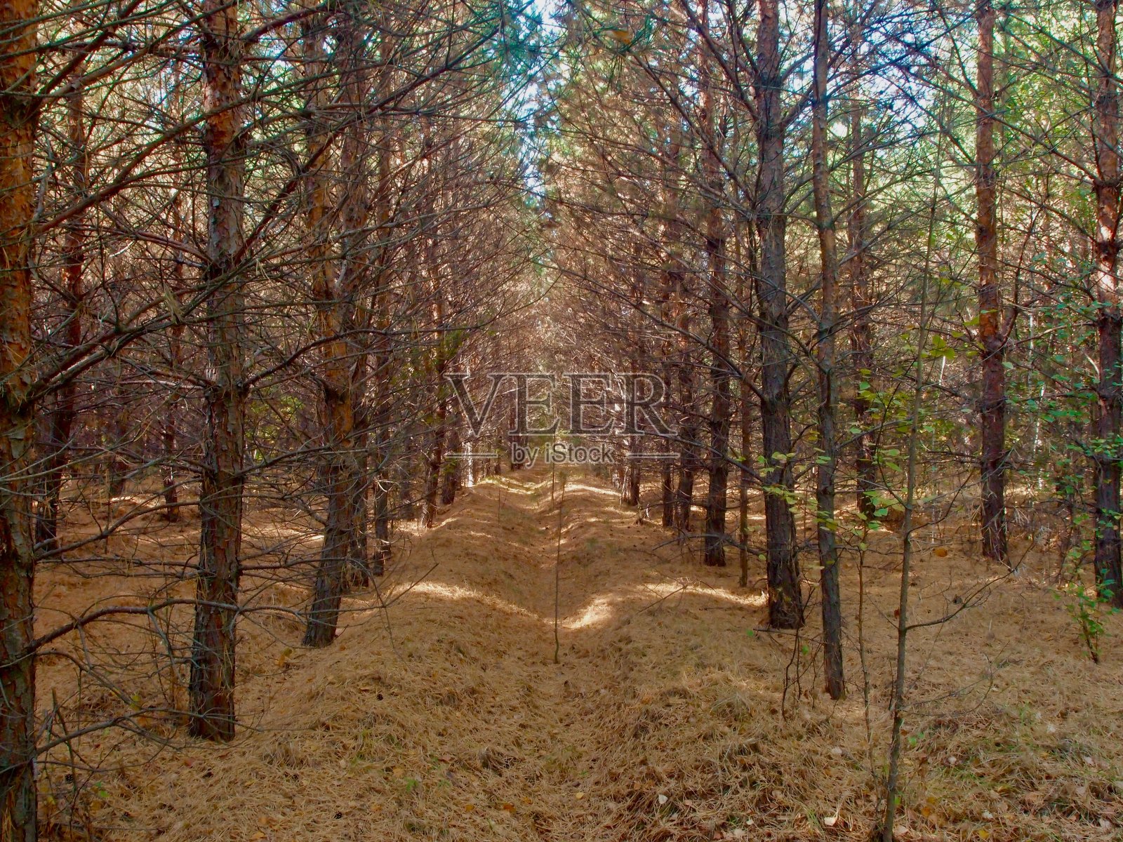 鄂木斯克地区的森林照片摄影图片
