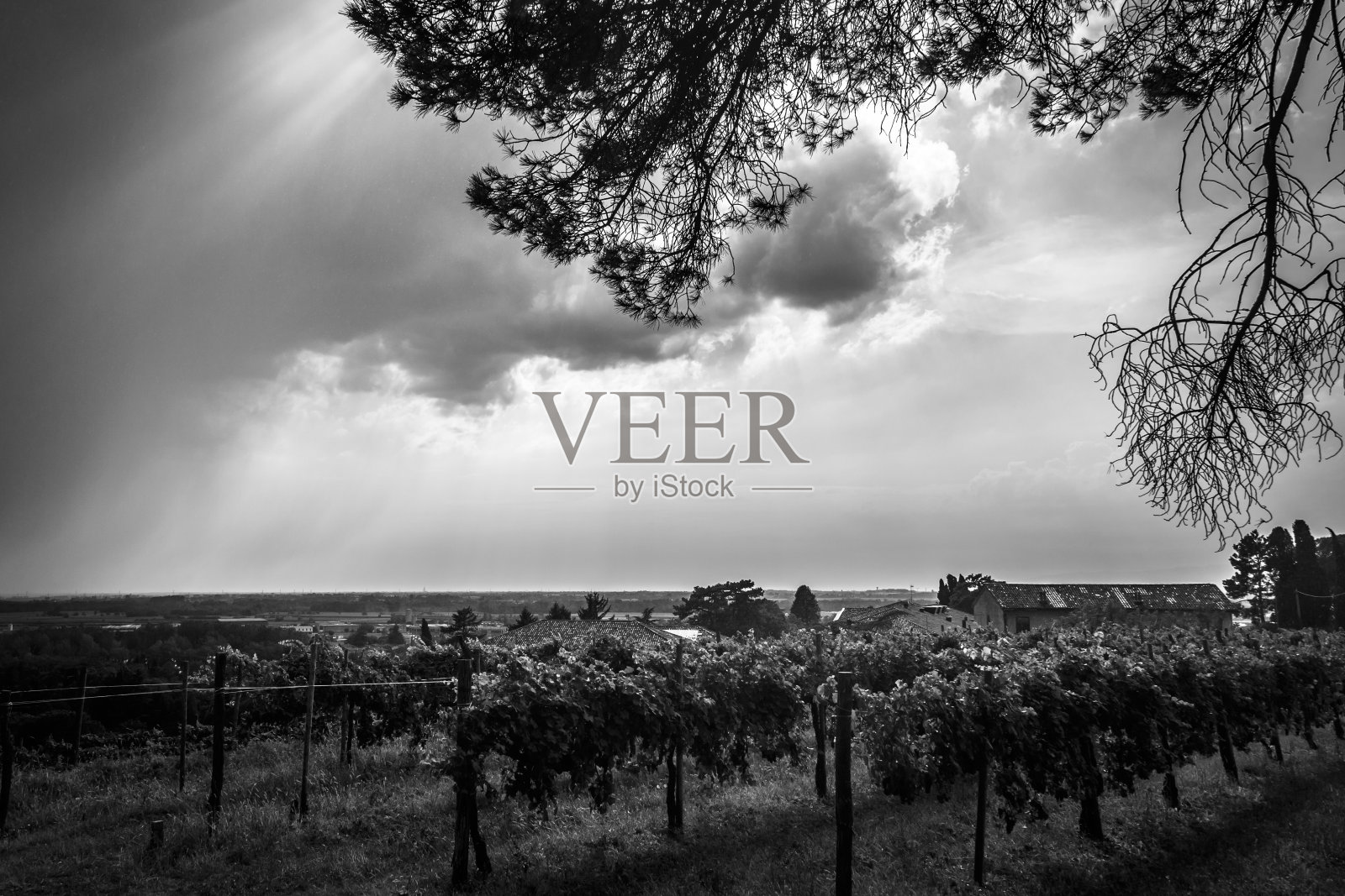 斯洛文尼亚布尔达葡萄园的暴风雨照片摄影图片