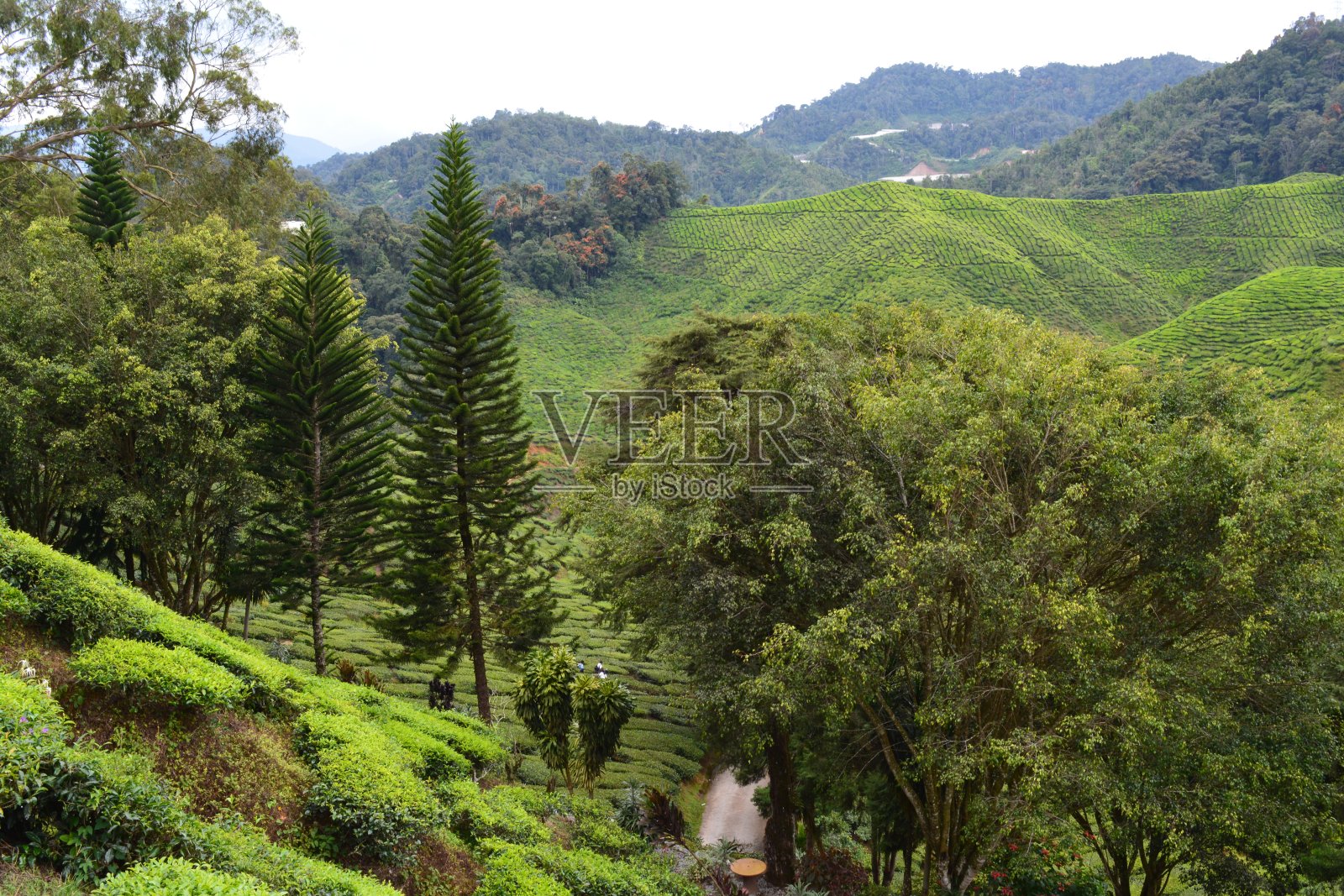卡梅隆高地茶园照片摄影图片