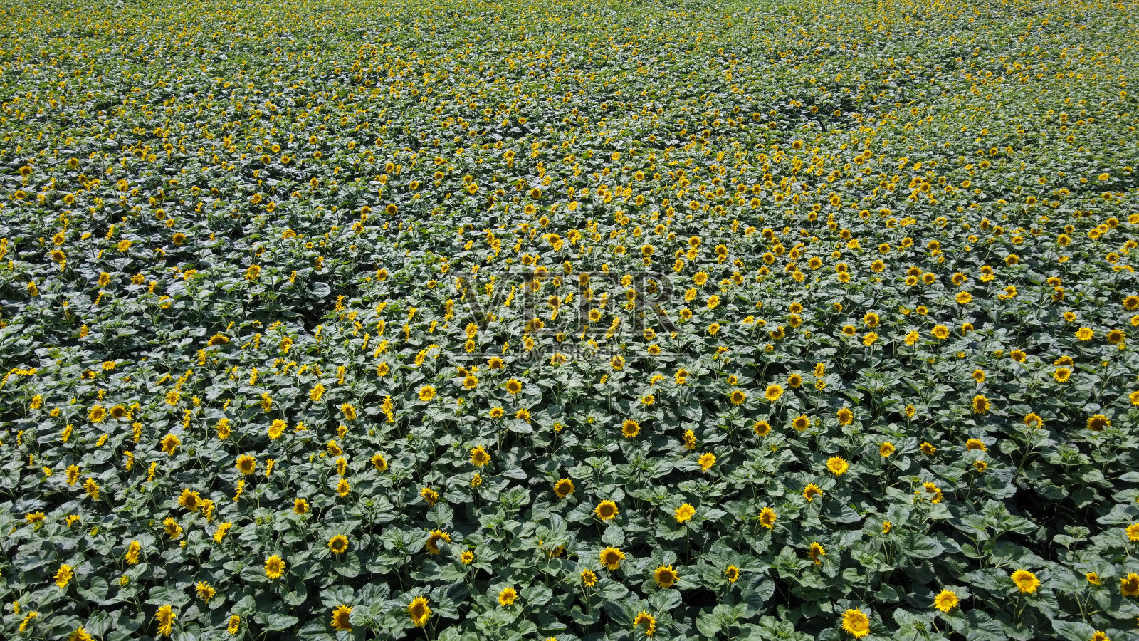 从无人机的角度鸟瞰向日葵农田。照片摄影图片