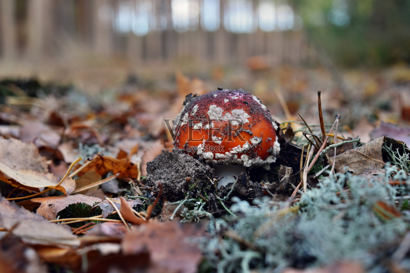 毒蘑菇白毒膏照片摄影图片