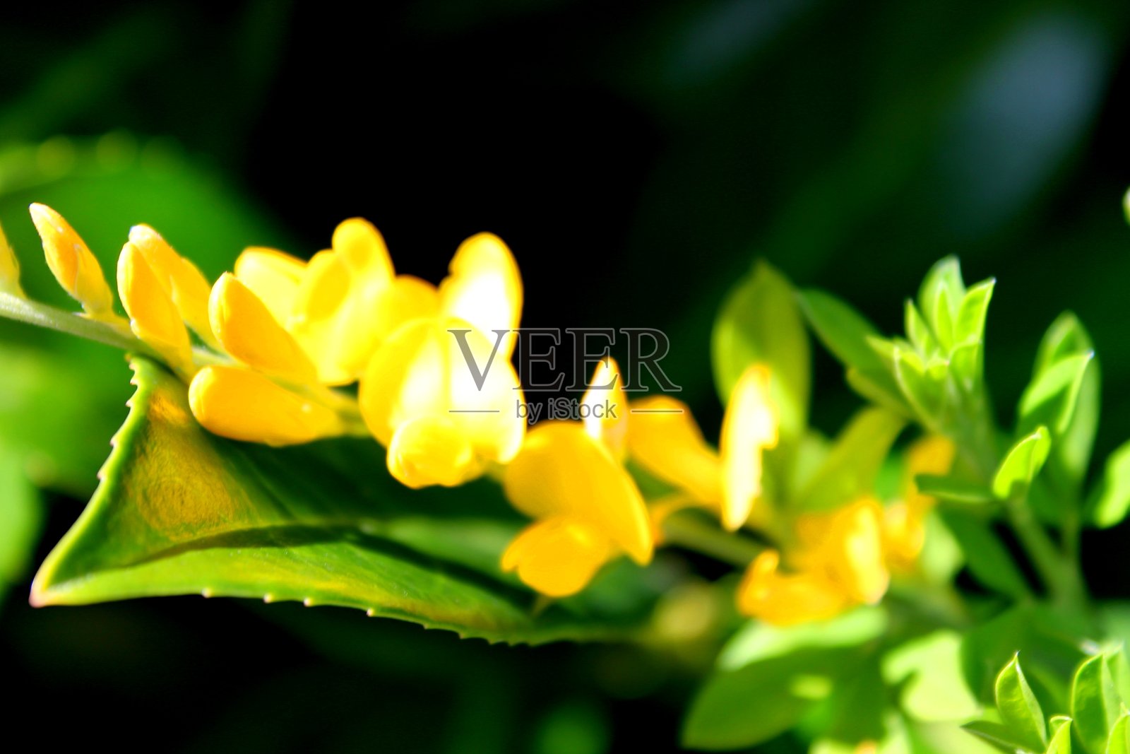 花照片摄影图片