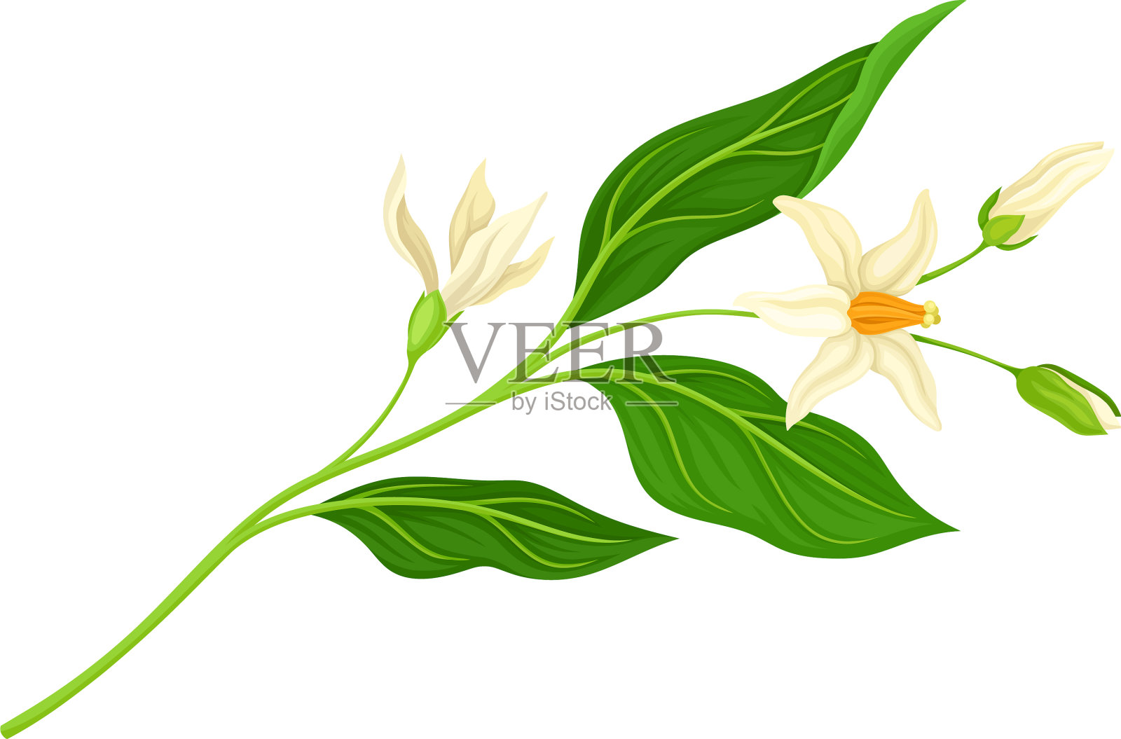 开花的桔子树枝孤立在白色插画图片素材