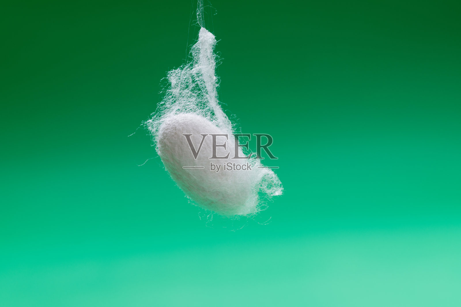 一个蚕茧的特写在绿色的背景上照片摄影图片