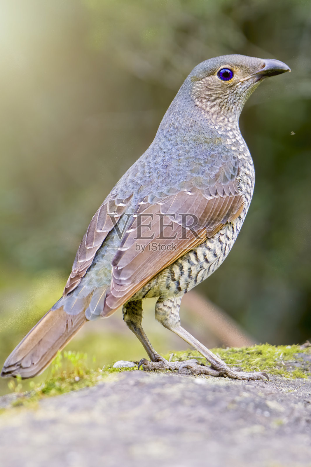 少年缎的一种鸟照片摄影图片