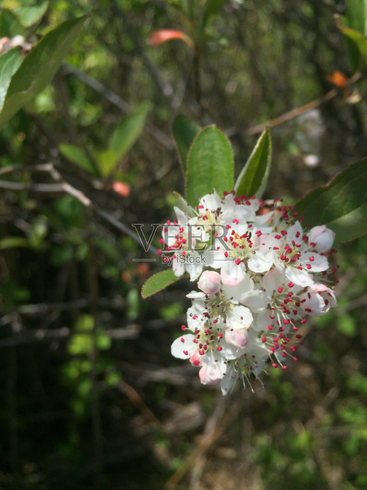 白粉花照片摄影图片