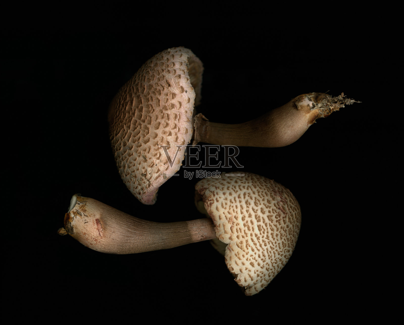 黑色背景上的两个蘑菇照片摄影图片