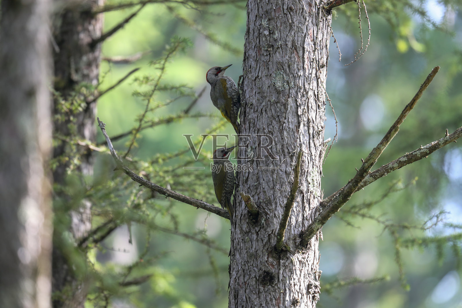 日本绿啄木鸟在树枝上照片摄影图片