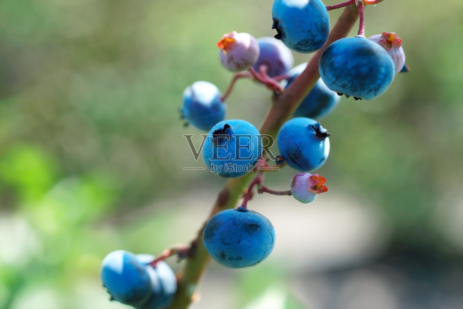 游客果园里的美味黄莓照片摄影图片