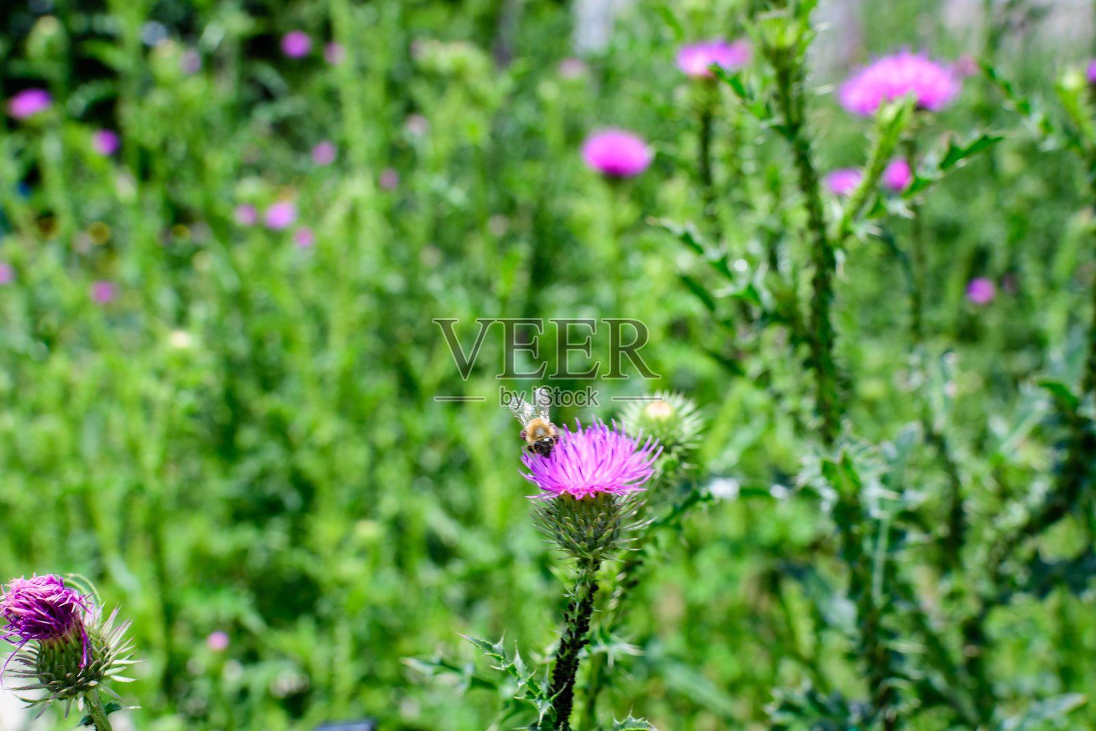 娇嫩的粉红色和紫色的花，通常被称为麝香或无羽蓟，在一个阳光明媚的夏日花园，国花和苏格兰，英国的象征照片摄影图片