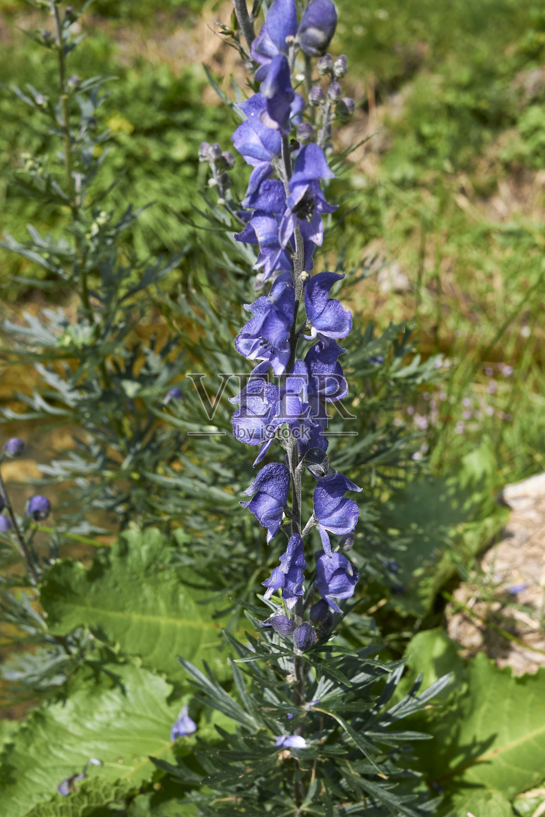 阿科尼图姆那不勒斯循环照片摄影图片