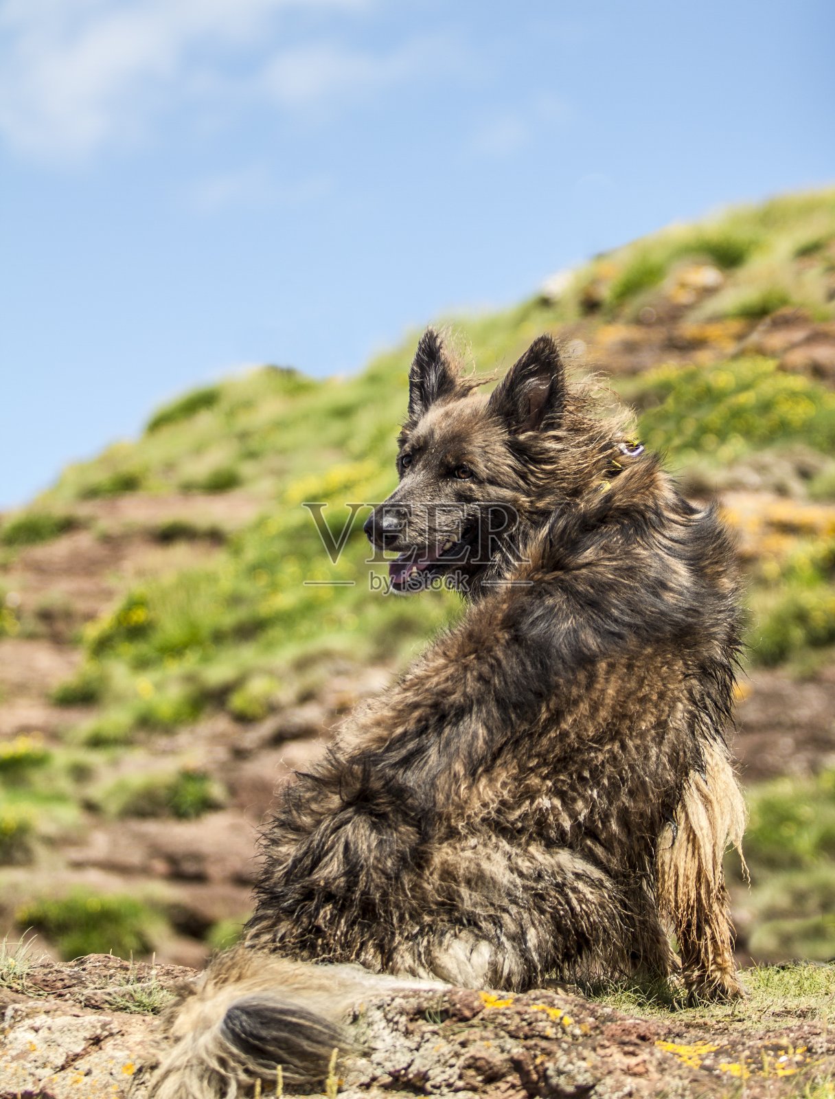 海滩上的一天:比利时牧羊犬。照片摄影图片