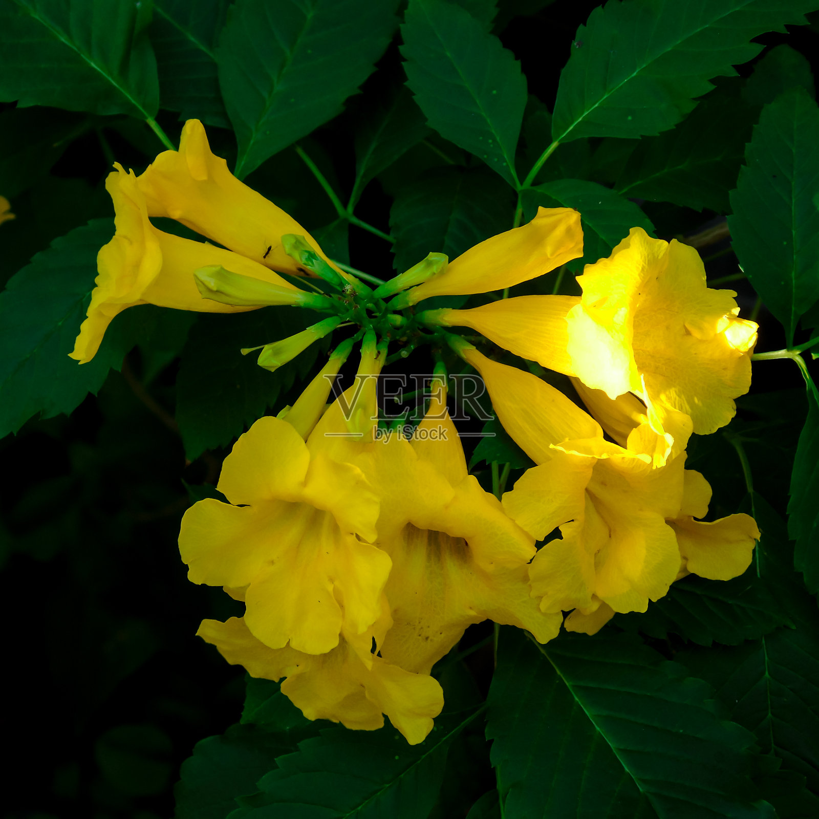 黄色的花照片摄影图片