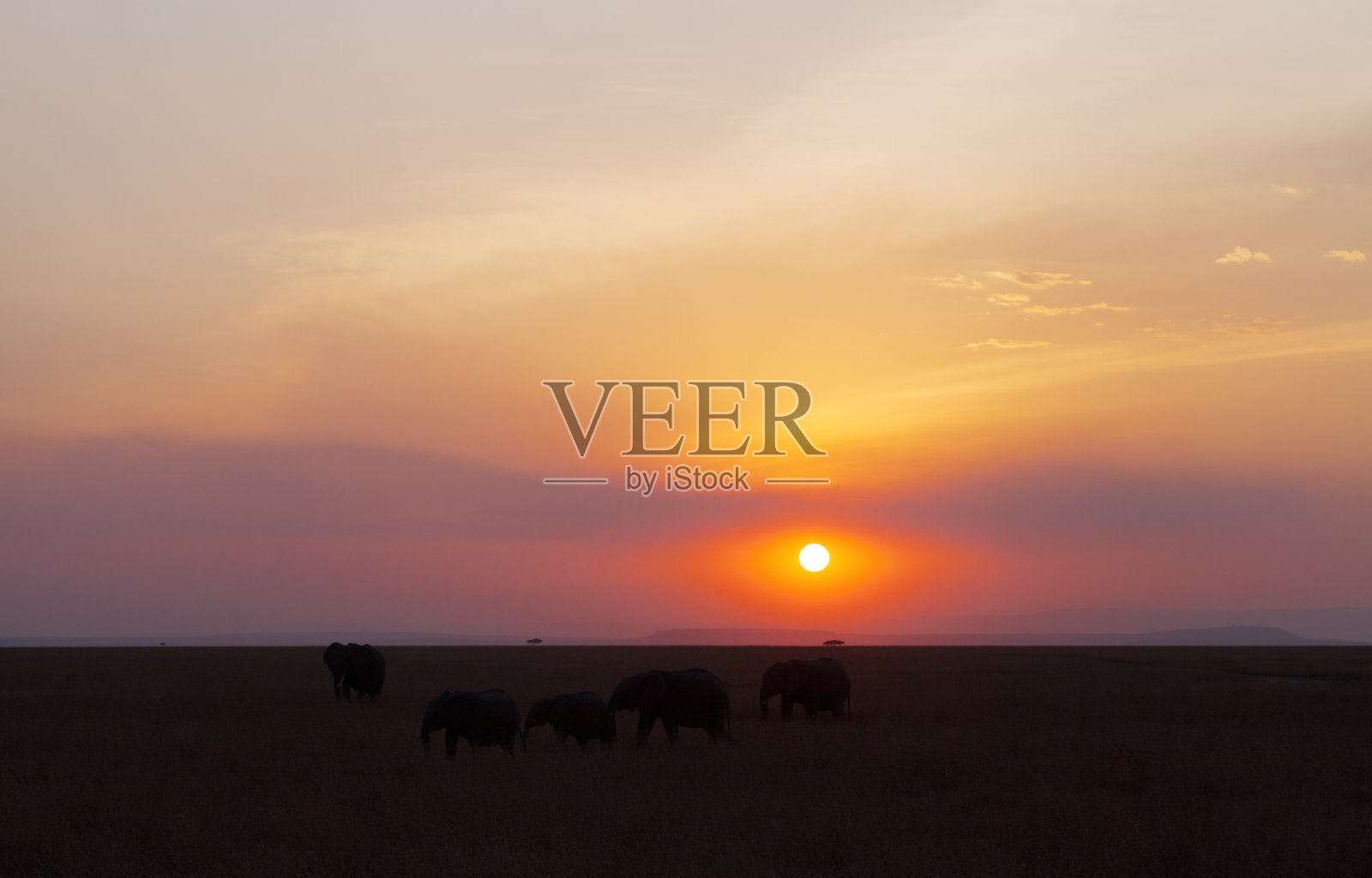 马赛马拉野生动物保护区大象剪影照片摄影图片