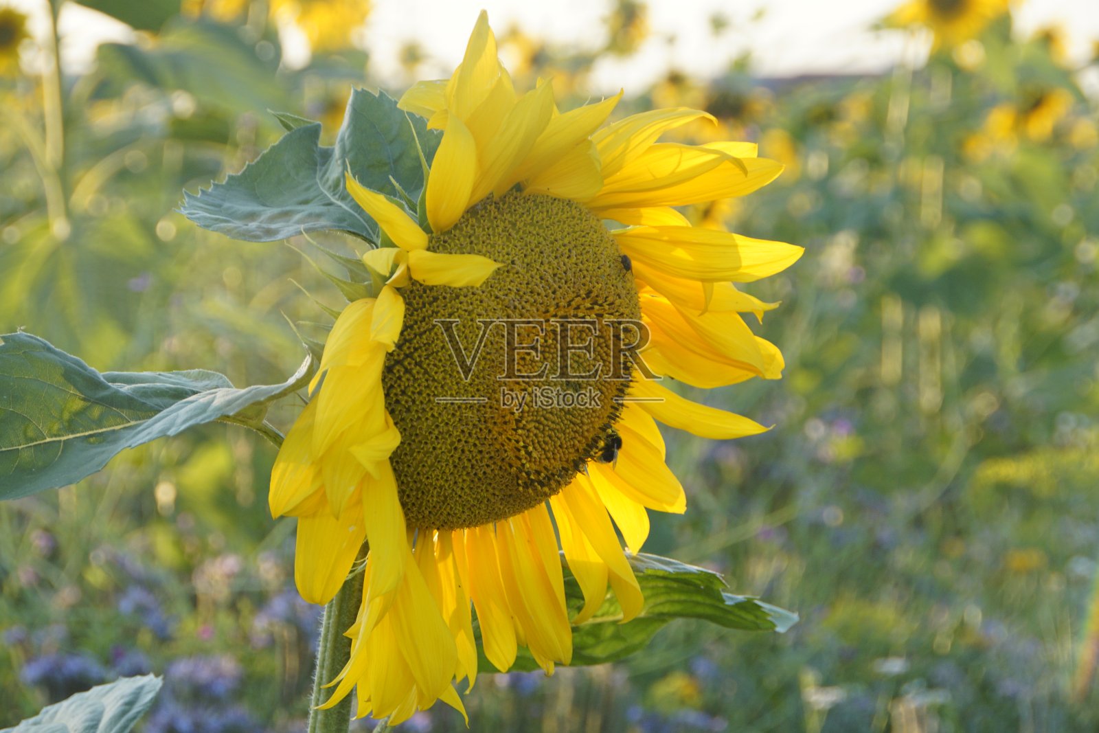 向日葵在阳光下开花照片摄影图片
