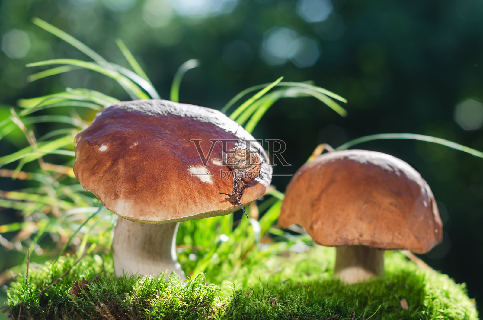 绿色背景下的森林里有可食用的牛肝菌和一只爬行的蜗牛。软选择聚焦照片摄影图片
