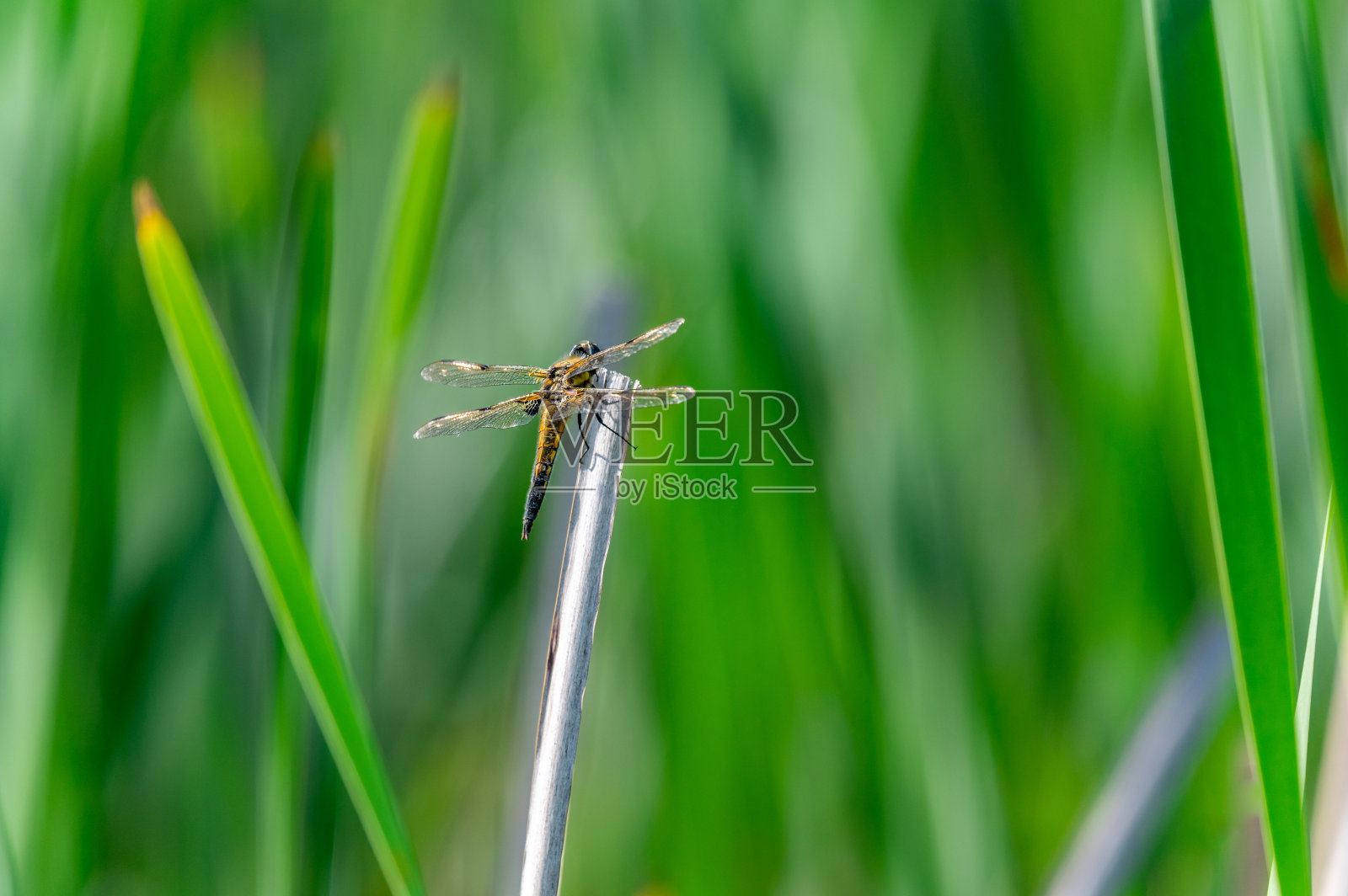 四斑点蜻蜓(Libellula quadrimaculata)在草的叶片上，很好的特写和细节。照片摄影图片