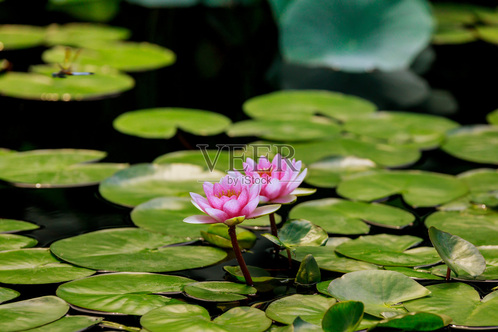 水中有两朵漂亮的粉色百合花。照片摄影图片