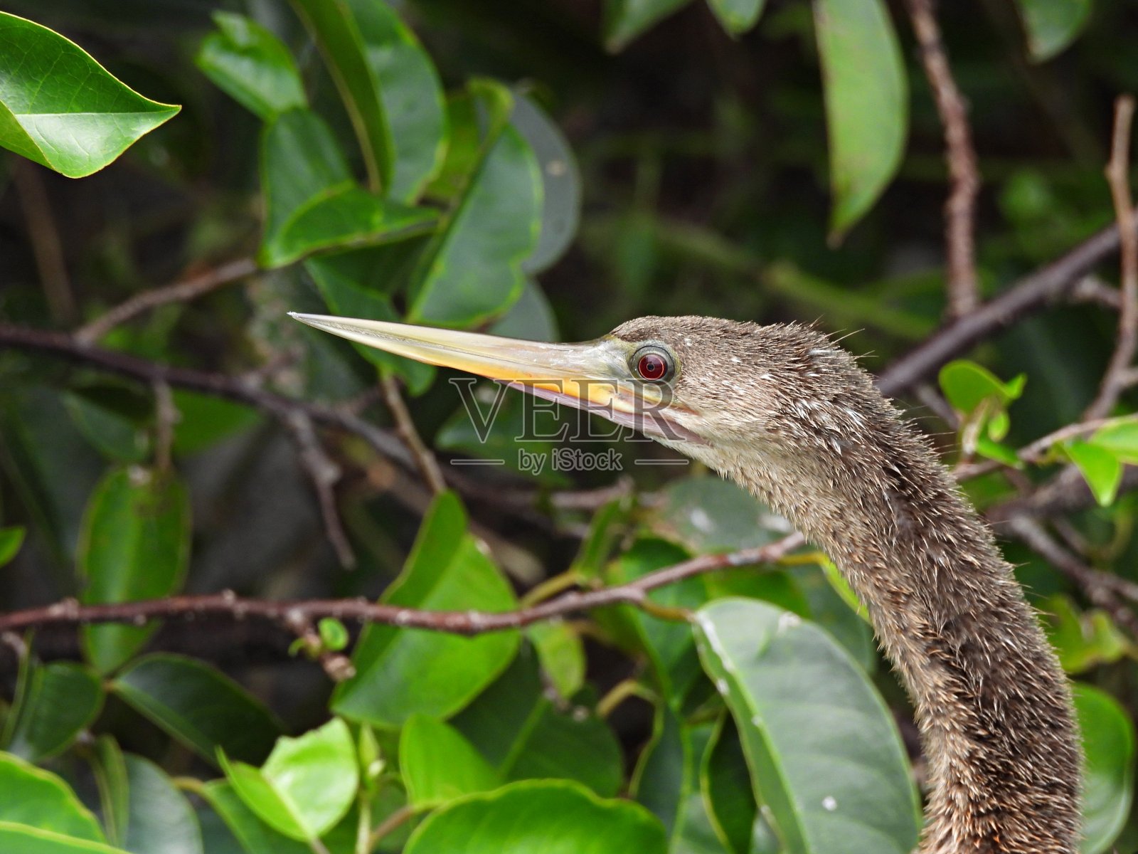 Anhinga Anhinga的资料照片摄影图片