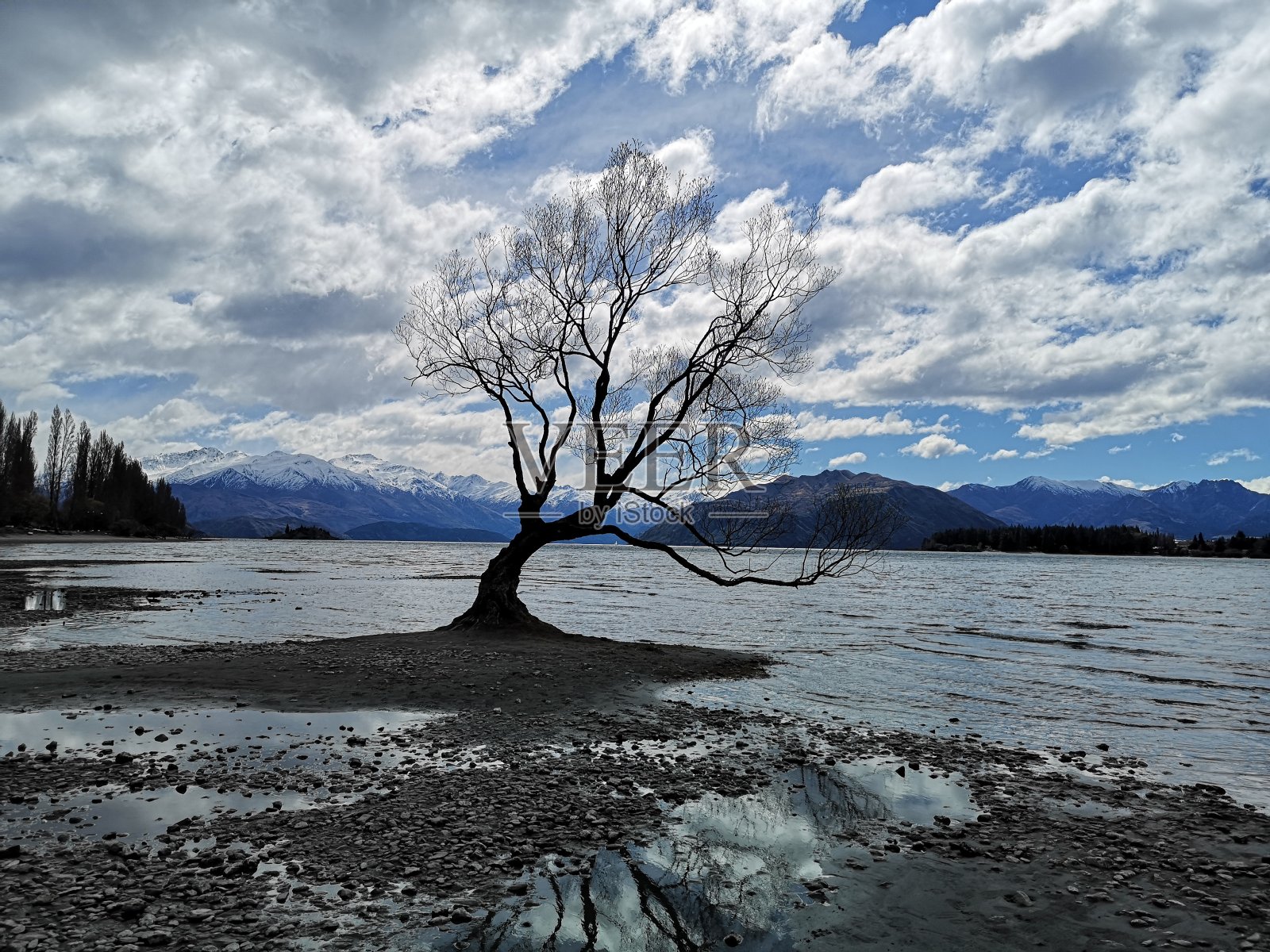 新西兰的瓦纳卡树照片摄影图片