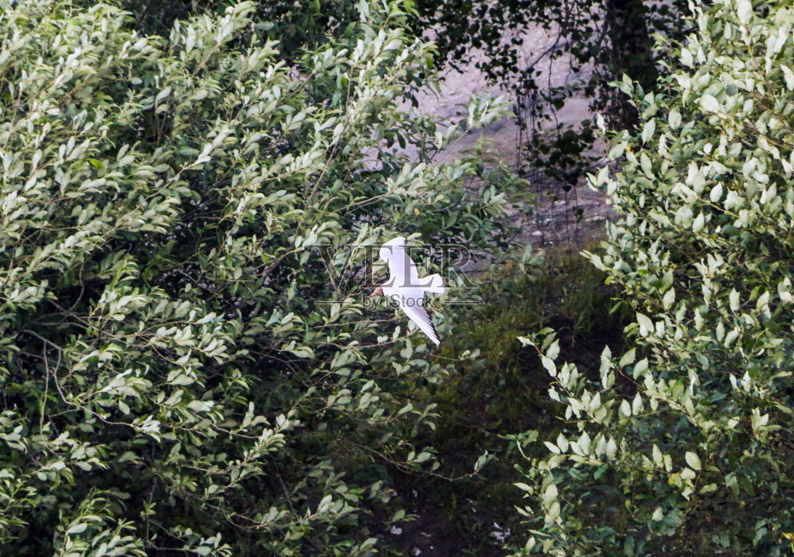 小白鸥展翅飞离地面。低盘旋的河白鸟，美丽的羽毛和展开翅膀。照片摄影图片
