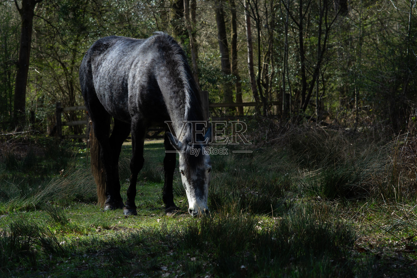 新森林的黑马照片摄影图片