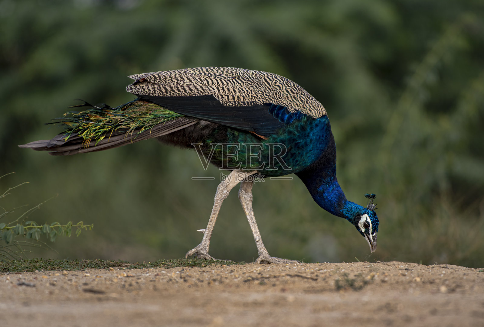 巴基斯坦纳加尔帕卡尔信德省的风景照片照片摄影图片