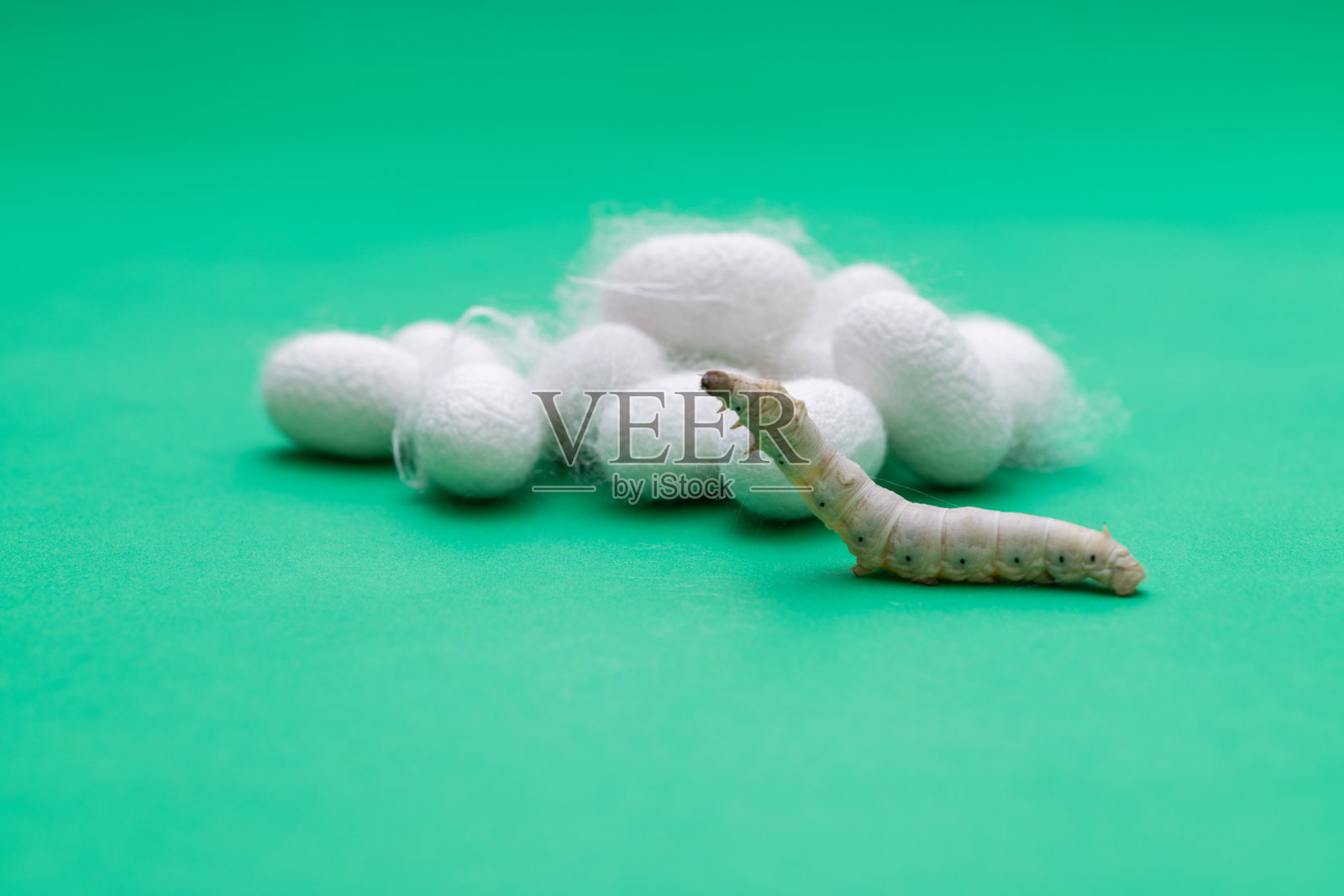 绿色背景上的蚕和蚕茧照片摄影图片