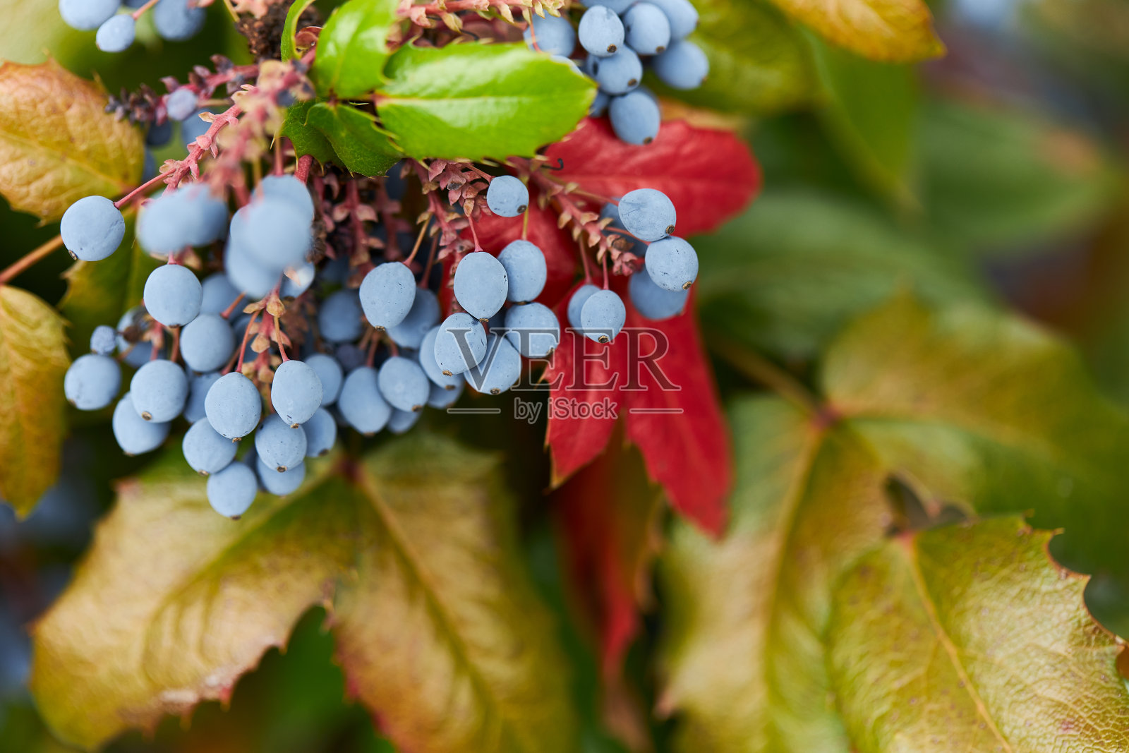 背景的贝里和树叶与复制空间，拍摄的完整格式照片摄影图片