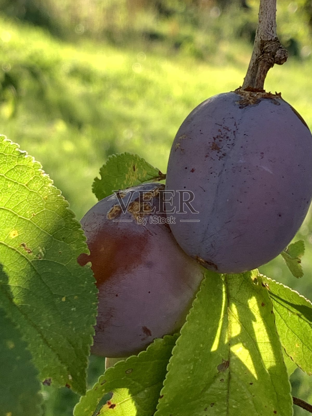 树上有两颗李子照片摄影图片