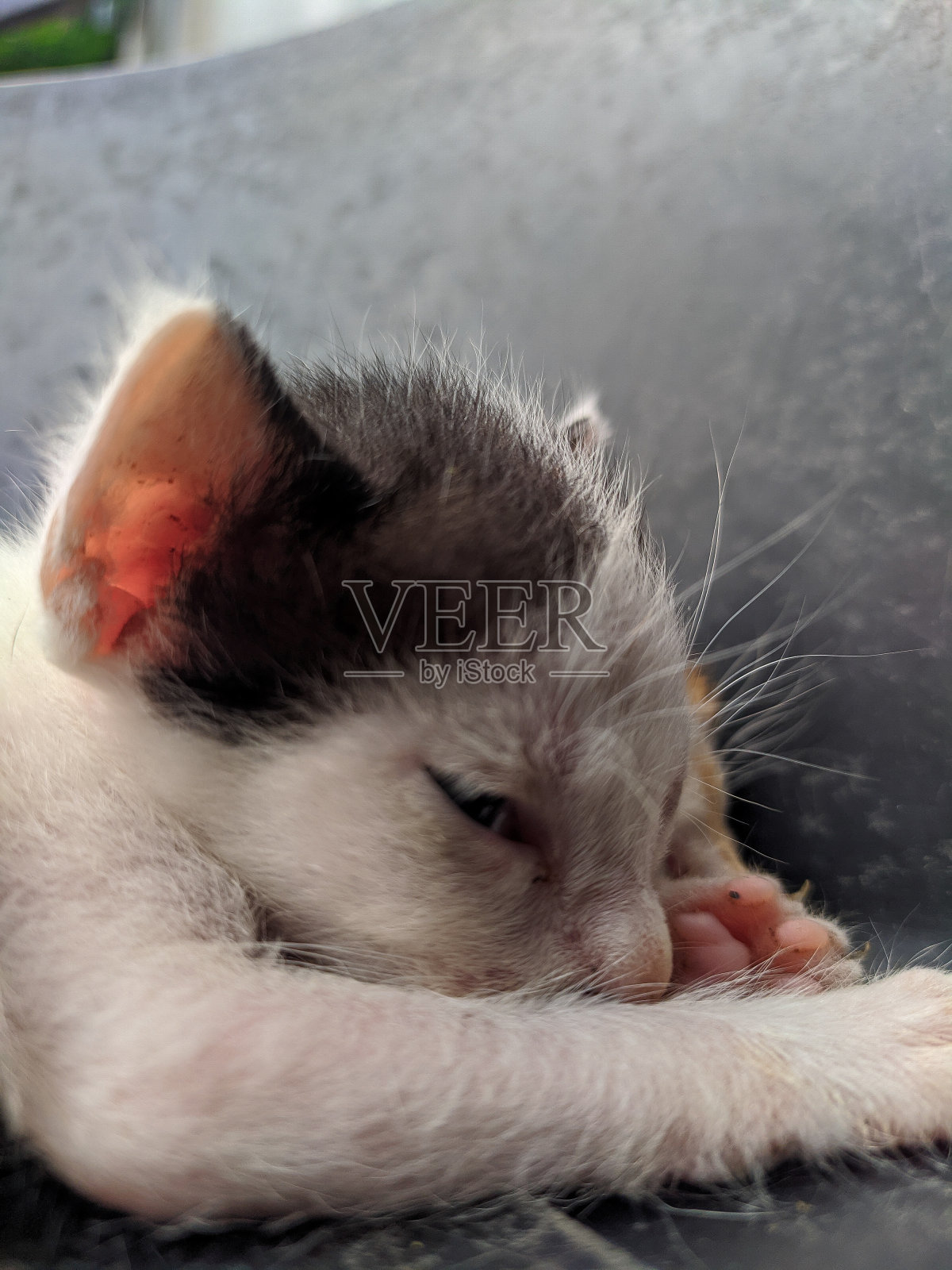 小猫在睡觉照片摄影图片