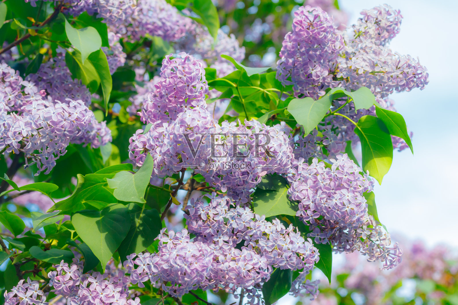 美丽的丁香树在花园里的蓝天背景照片摄影图片