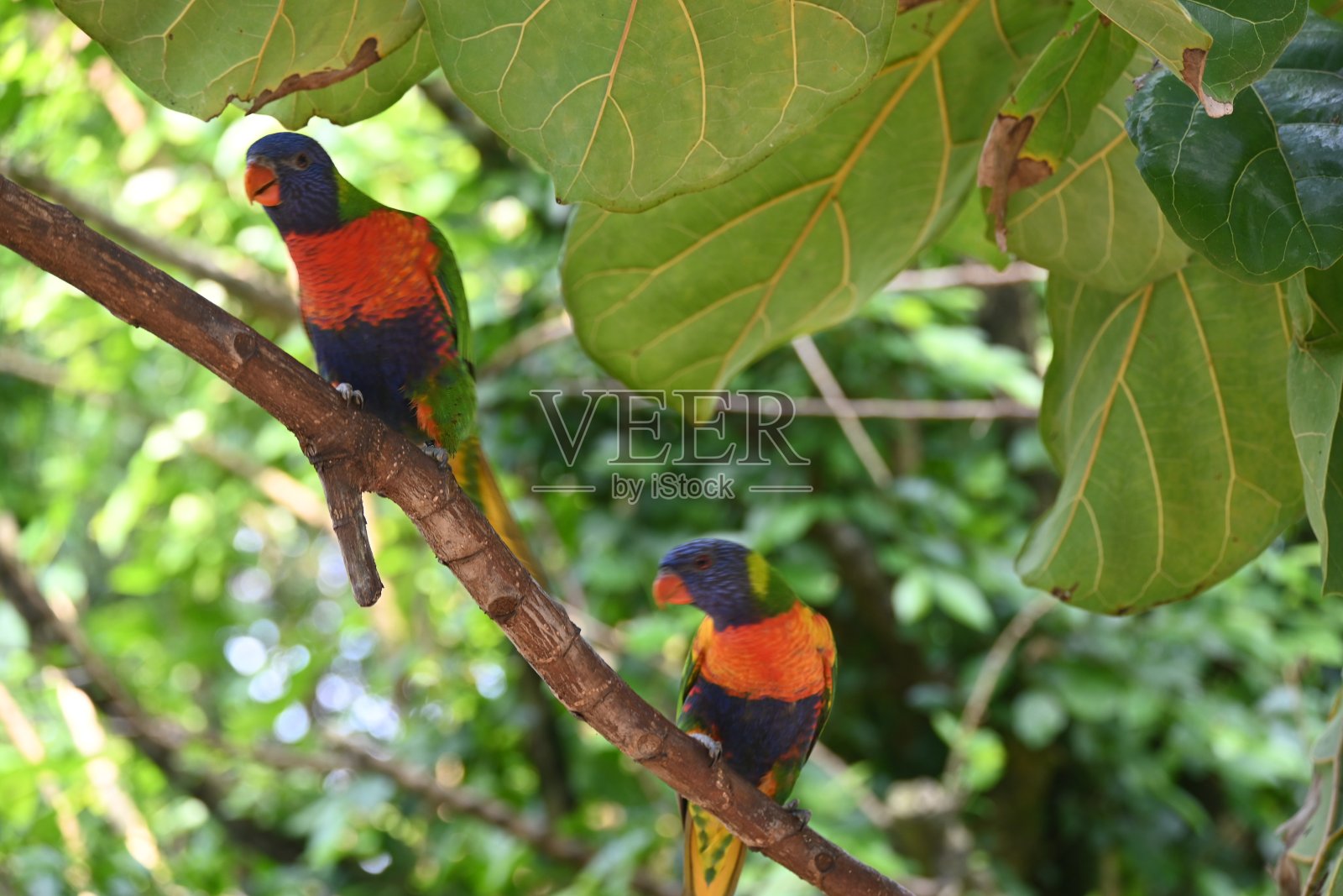 鹦鹉照片摄影图片