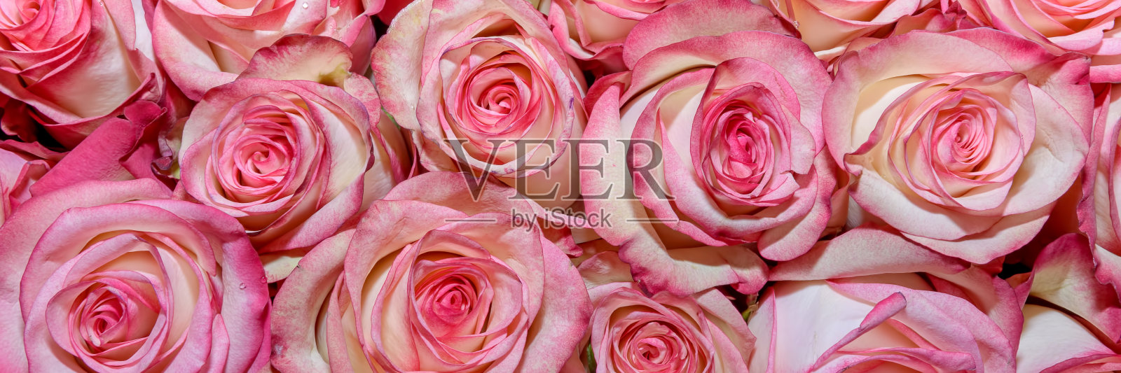 美丽的花的背景。С失去up.Panorama。照片摄影图片